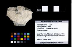Foto (Objekt + Etikett) von Abyssophthalmus mirus  (NHMW-GEO-1990-0041-2511)